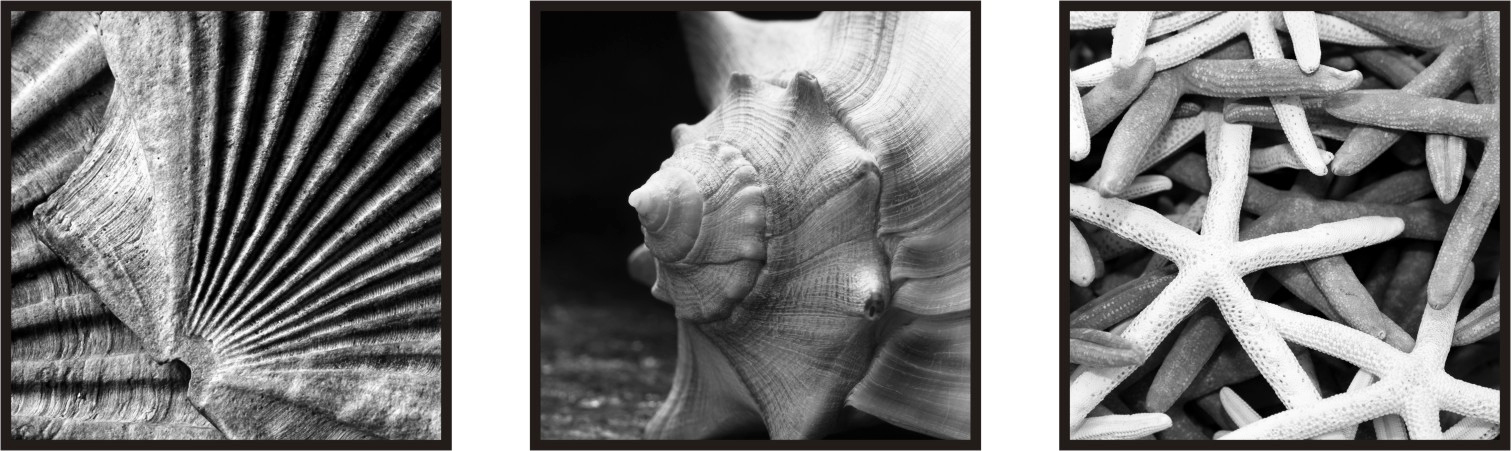 ASP005 Wall Décor art on acrylic PVC sea shells set of 3